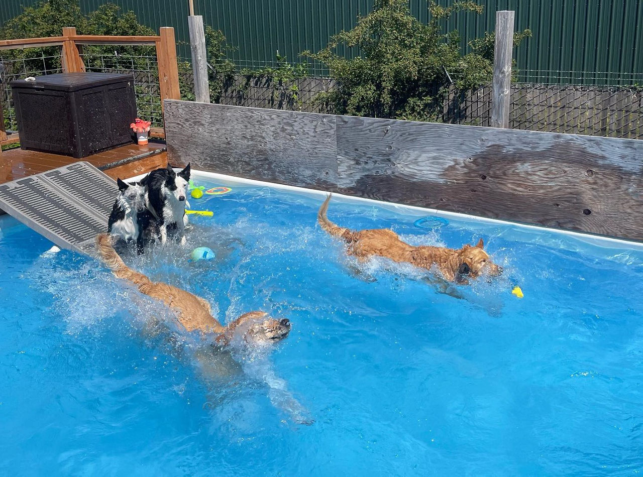 Dog Pool Wet Noses Wagging Tails